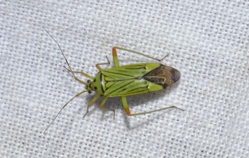 Réf. 205 332 : Mermitelocerus schmidtii